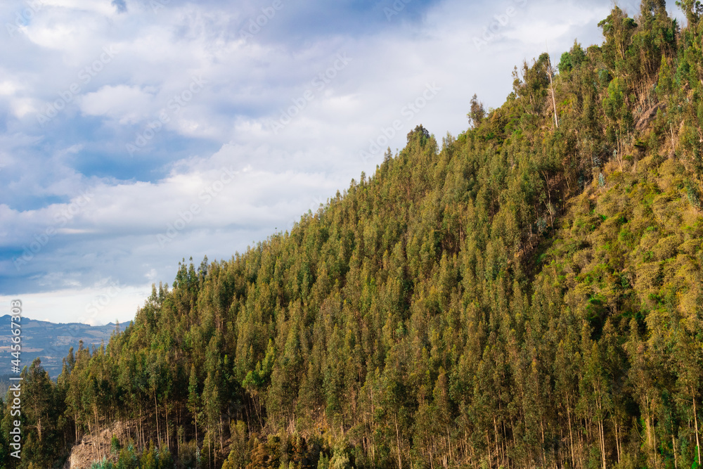 Photograph of mountains with pine trees with a cloudy blue sky in Nemocón Colombia. Photograph of mountains with pine trees with a cloudy blue sky in Nemocón Colombia.