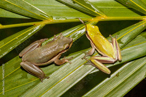 Northrn Dwarf Tree Frogs on palm leaf photo