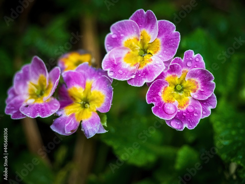 Polyanthus (Primula x Polyantha) flowers 