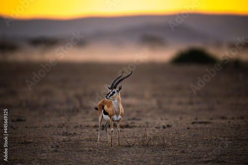 Fototapeta Naklejka Na Ścianę i Meble -  Selective focus shot of a little Grant's gazelle, also known as Nanger granti in Tanzania