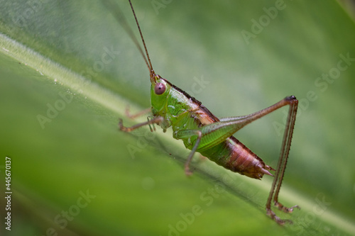 Green and red cricket posing on a green leaf.