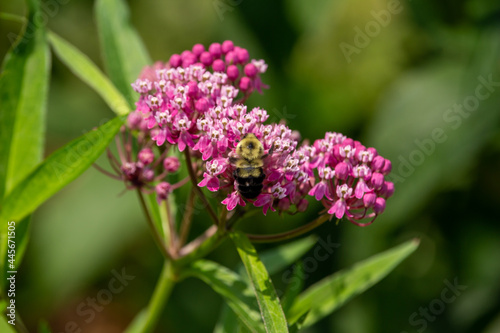Macro abstract view of a bumblebee feeding on the flower blossoms of a beautiful rosy pink swamp milkweed plant (asclepias incarnata), with defocused background 