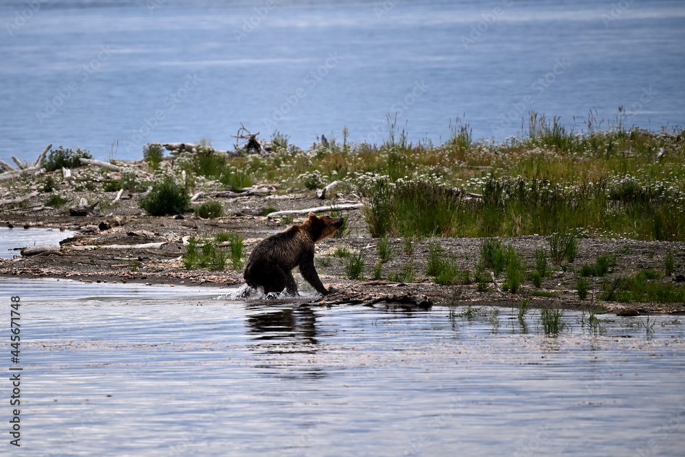 Alaska Brown Bear - Ursus arctos gyas Alaska Brown Bear - Ursus arctos gyas