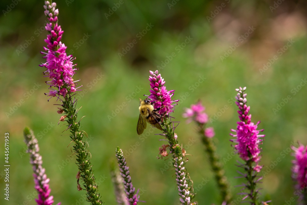 Abstract macro view of a bumblebee feeding on the flower blossoms of a spiked speedwell (veronica spicata) plant, with defocused background Abstract macro view of a bumblebee feeding on the flower blossoms of a spiked speedwell (veronica spicata) plant, with defocused background