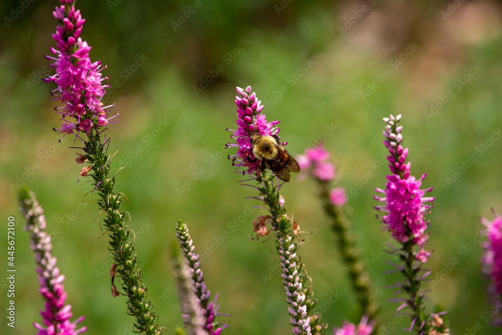 Abstract macro view of a bumblebee feeding on the flower blossoms of a spiked speedwell (veronica spicata) plant, with defocused background Abstract macro view of a bumblebee feeding on the flower blossoms of a spiked speedwell (veronica spicata) plant, with defocused background