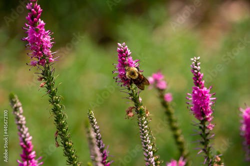 Abstract macro view of a bumblebee feeding on the flower blossoms of a spiked speedwell (veronica spicata) plant, with defocused background