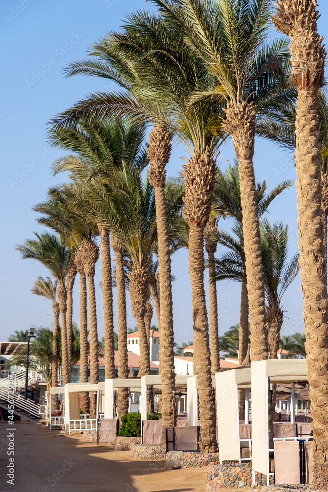 Palm trees against blue sky, Palm trees at tropical coast, coconut tree,summer tree.