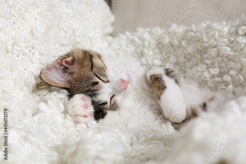 Cute kitten sleeping on soft plaid. Baby animal