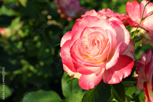 Beautiful blooming pink rose outdoors on sunny day  closeup. Space for text