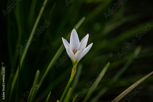 lily flower