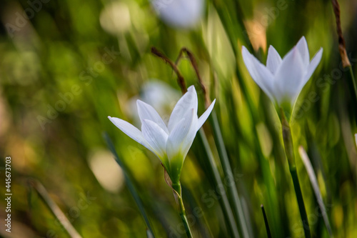 lily flower © AhsanjayaCorp