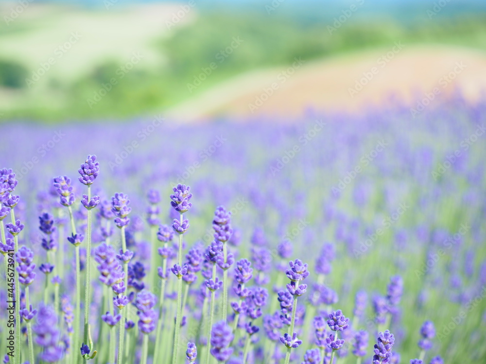 Fototapeta premium 北海道の絶景 美瑛ラベンダー畑