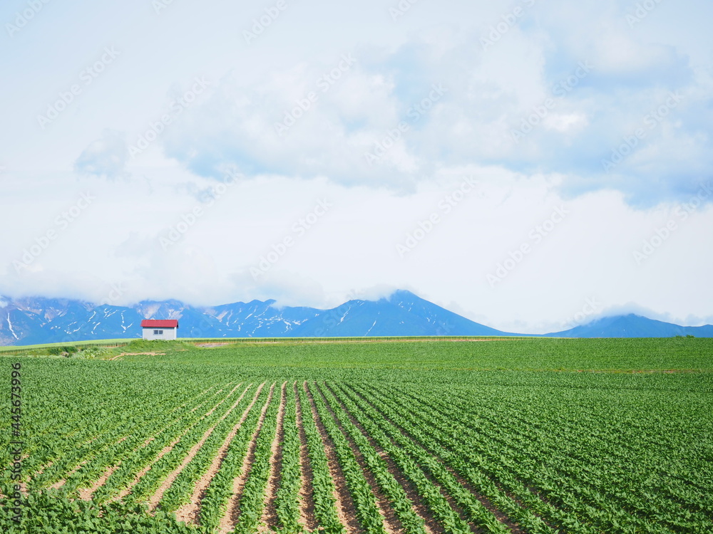 北海道の風景 美瑛町 畑と赤い屋根の小屋 北海道の風景 美瑛町 畑と赤い屋根の小屋
