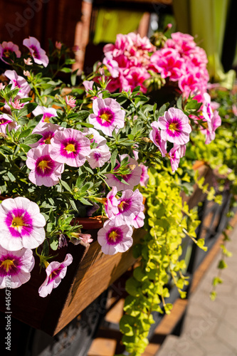 Beautiful petunia gatchina flower with purple mixed flowers growing in a square box.