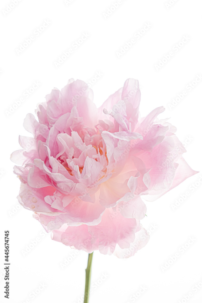 pink peony on the white