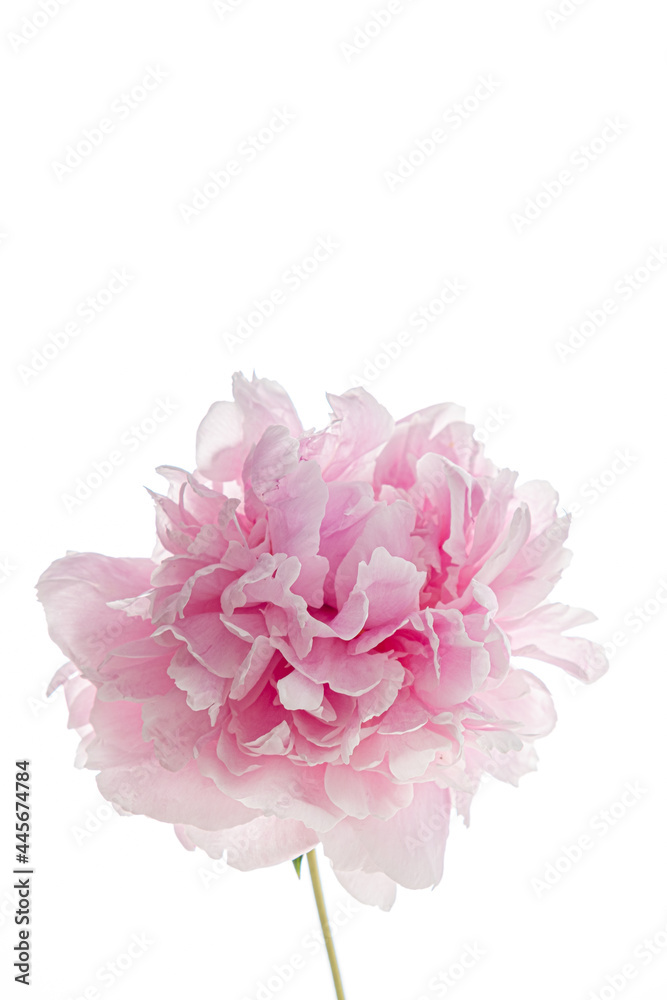 pink peony on the white