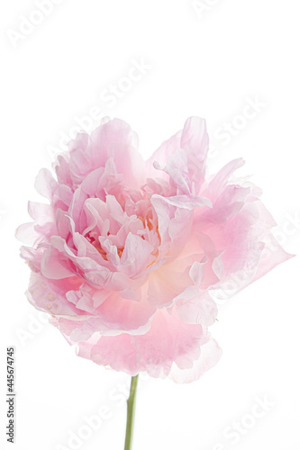 pink peony on the white