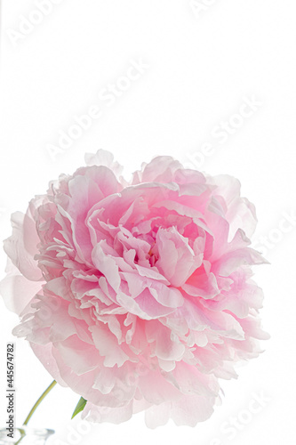 pink peony on the white