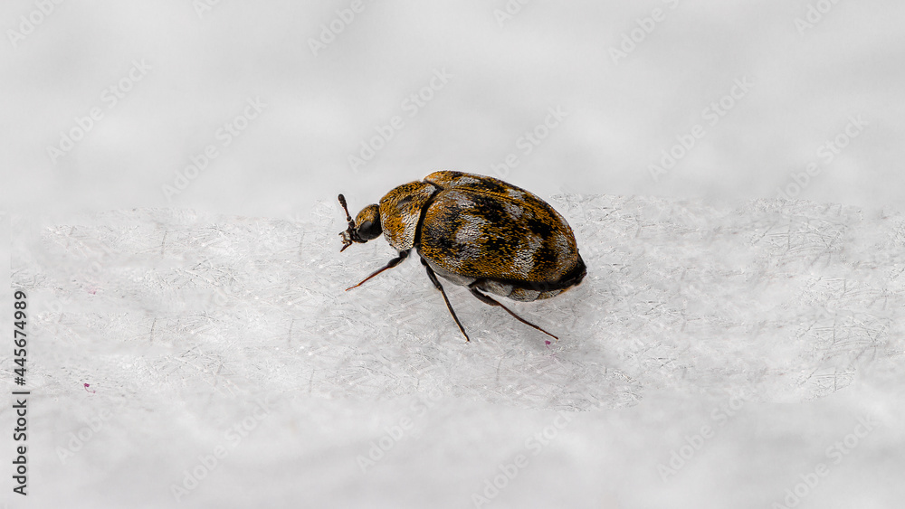 Macro shot of a carpet beetle isolated on a white background - obrazy, fototapety, plakaty 