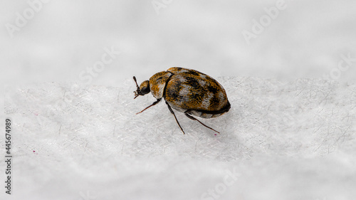 Fotografie, Obraz Macro shot of a carpet beetle isolated on a white background