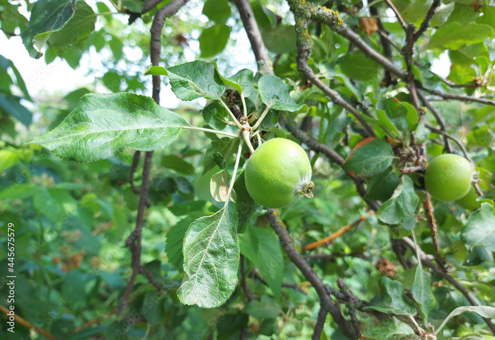 apples grow on a branch in the garden. fruit growing, horticulture, plant, summer. copy space.