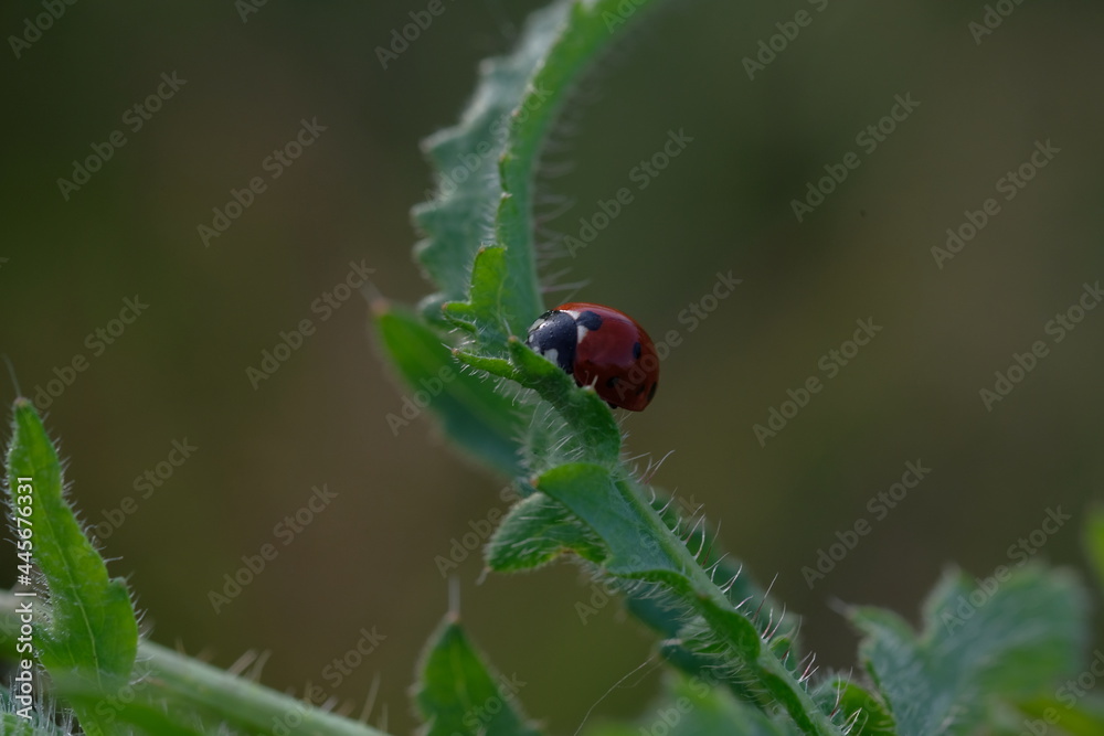 Ladybug sits among the dew on a poppy leaf. Ladybug sits among the dew on a poppy leaf.