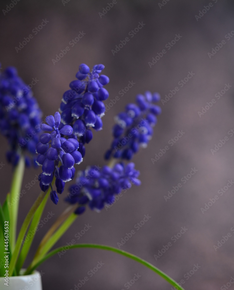 Bouquet of mascari flowers. Blue inflorescences on green stems. Bouquet of mascari flowers. Blue inflorescences on green stems.
