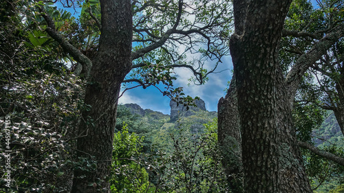 Between two tree trunks, the top of a picturesque mountain is visible against the blue sky. Twisted branches with green leaves. Cape Town. South Africa