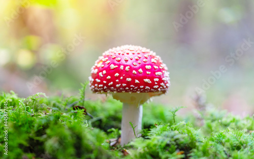 On the green grass, the little red mushroom is so cute. Close-up