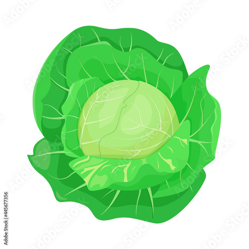 Green cabbage on a white background. Vegetables. Cartoon design.