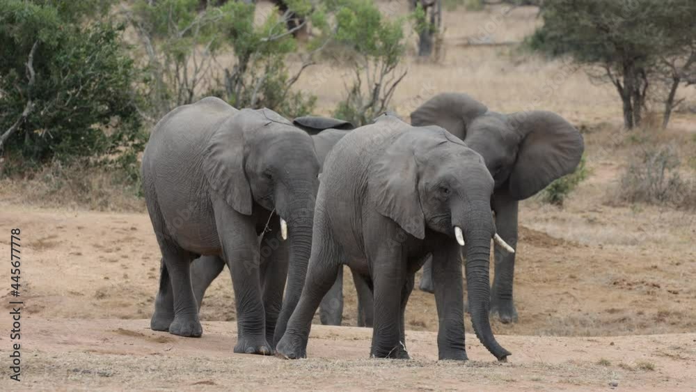 Young male elephant number 1 and 2 Young male elephant number 1 and 2