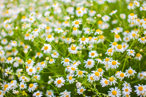 Beautiful background of many blooming daisies field. Chamomile grass close-up. Beautiful meadow in springtime full of flowering daisies with white yellow blossom and green grass  © Анатолий Савицкий