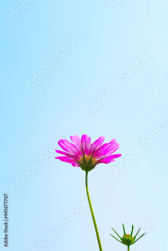 A pink and fresh flower under the blue sky