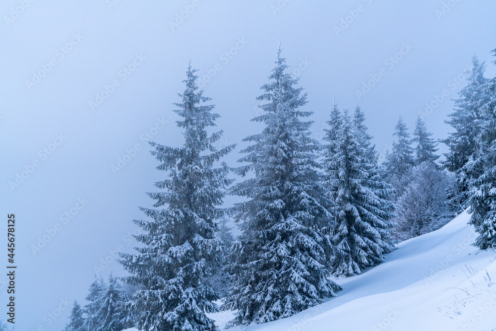 A snowy mountain in Feldberg, Baden-Württemberg, Germany, with the pine trees covered in thick snow A snowy mountain in Feldberg, Baden-Württemberg, Germany, with the pine trees covered in thick snow