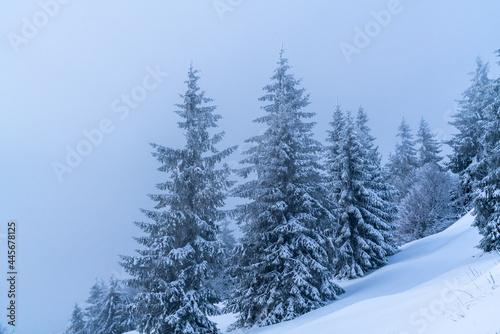A snowy mountain in Feldberg, Baden-Württemberg, Germany, with the pine trees covered in thick snow