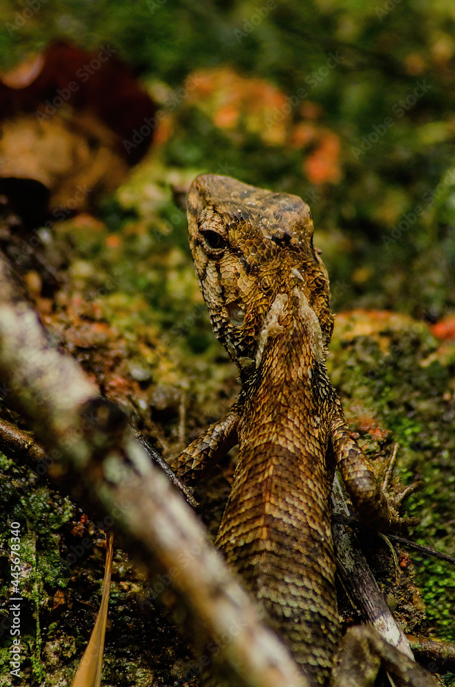 Fototapeta premium lizard in the forest