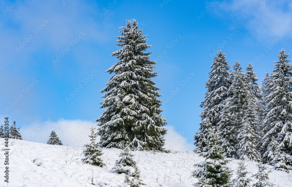 Winter in Feldberg, Germany with mountain top and pine trees covered in snow under the blue sky