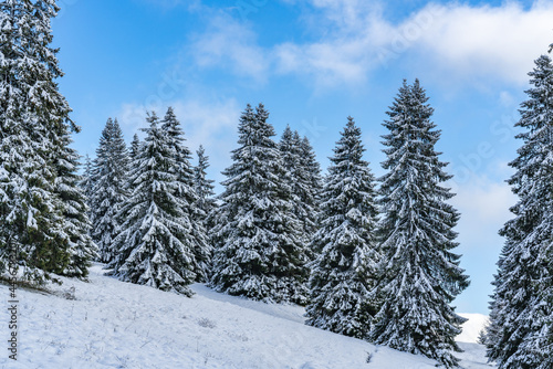 Low angle view of snow-covered mountain top and pine trees in cold winter in Feldberg, Germany