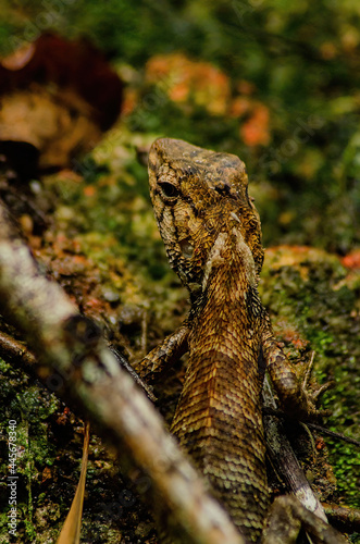 lizard in the forest