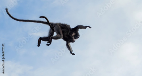 monkey jumping