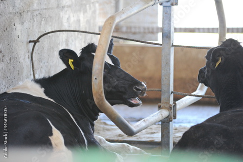 Cows are standing in a stall on the territory of a farm and a dairy plant. photo