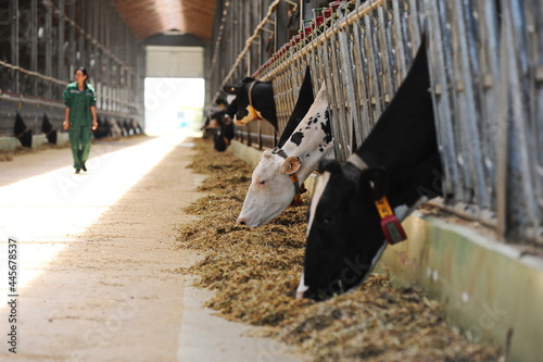 Cows are standing in a stall on the territory of a farm and a dairy plant. photo