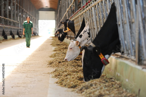 Cows are standing in a stall on the territory of a farm and a dairy plant.