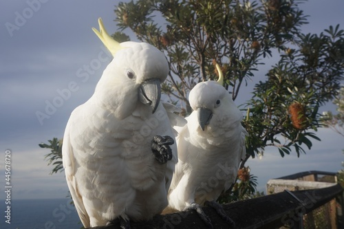 Close Up of a Cockatoo Couple perched by the Sea