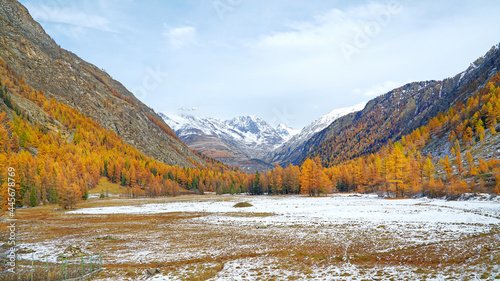 Gran Paradiso National Park in Turin, Italy in the autumn, the low-lying area between two mountains covered in white snow, with yellow trees on both sides, beautiful natural scenery