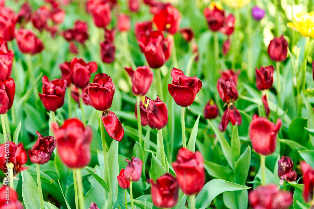 Bright flowers of tulips on a tulip field on a sunny morning Bright flowers of tulips on a tulip field on a sunny morning