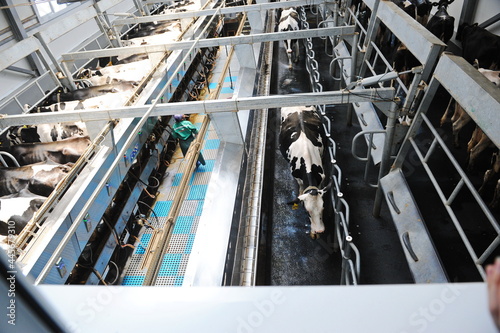 Cows are standing in a stall on the territory of a farm and a dairy plant. photo