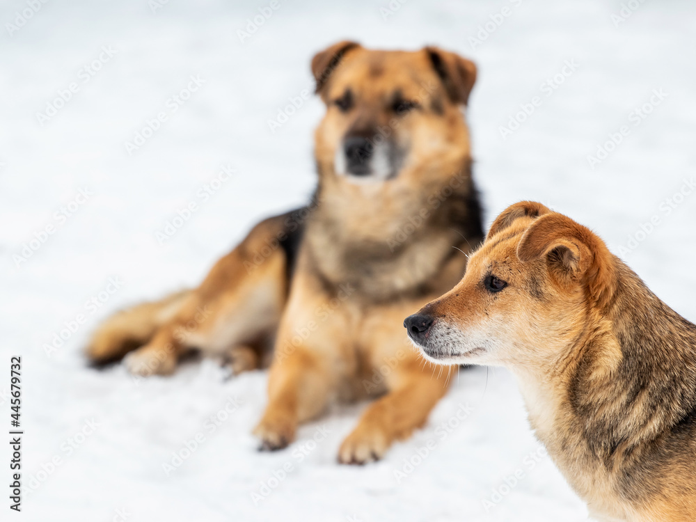 Two brown dogs in the winter in the snow, dogs guarding the farm