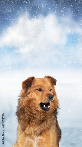 Brown shaggy dog in the winter outdoors during a snowfall © Volodymyr