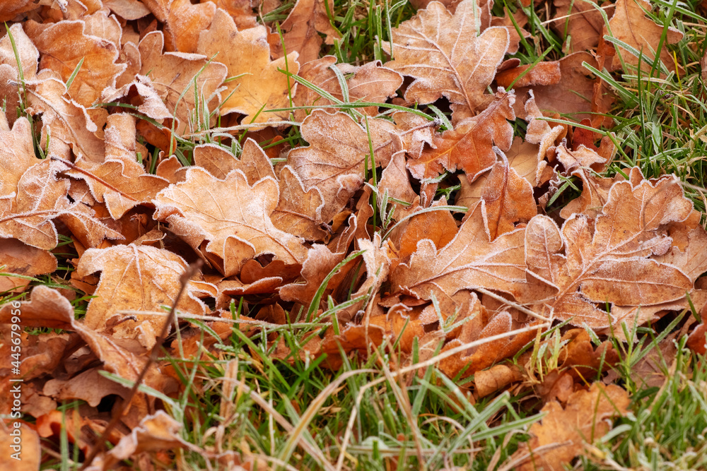 Dry withered oak leaves on the ground covered with white frost
